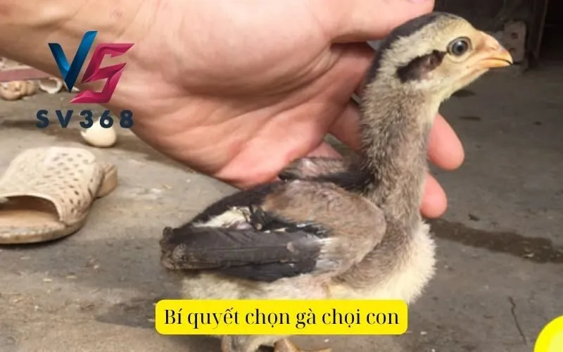 Bí quyết chọn gà chọi con