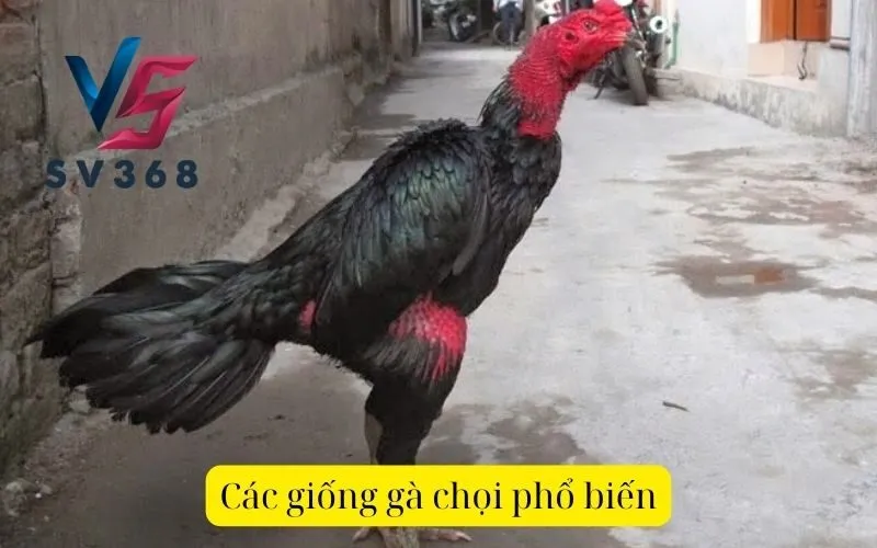 Các giống gà chọi phổ biến