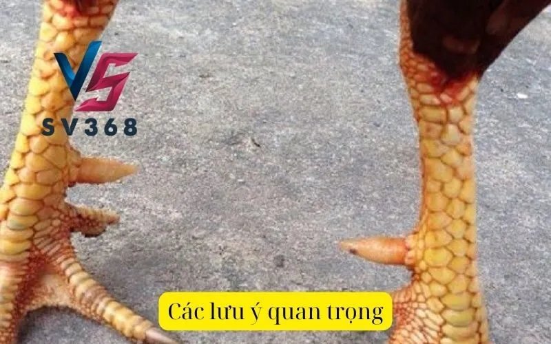 Các lưu ý quan trọng