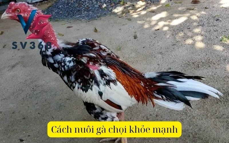 Cách nuôi gà chọi khỏe mạnh