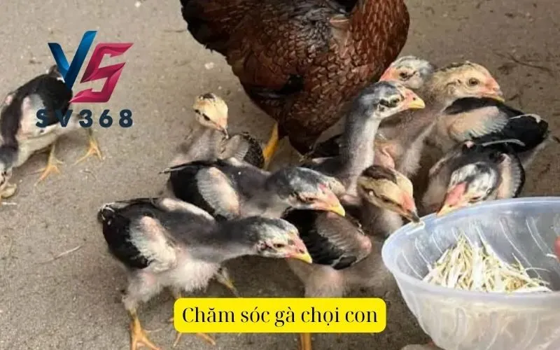 Chăm sóc gà chọi con