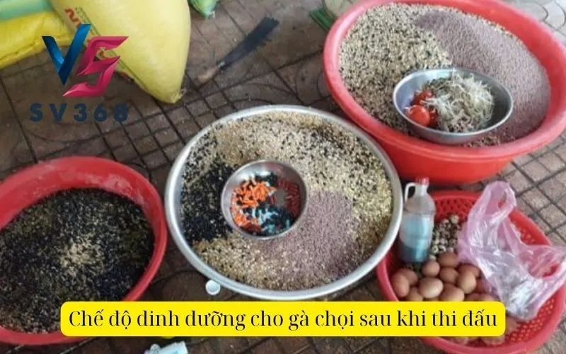 Chế độ dinh dưỡng cho gà chọi sau khi thi đấu