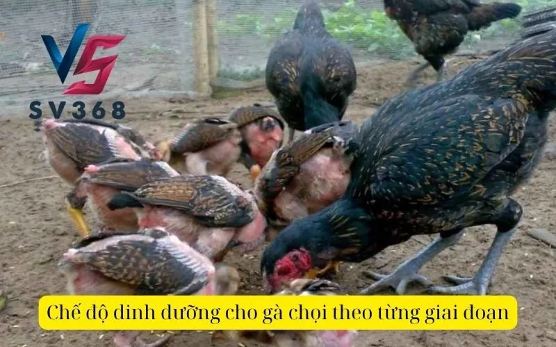 Chế độ dinh dưỡng cho gà chọi theo từng giai đoạn