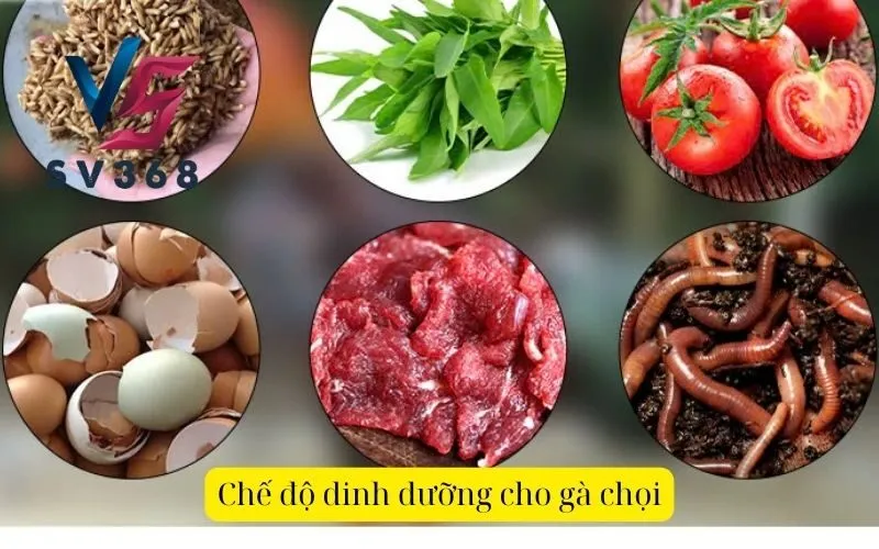 Chế độ dinh dưỡng cho gà chọi