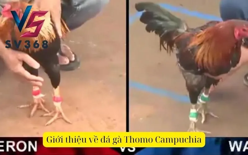 Giới thiệu về đá gà Thomo Campuchia