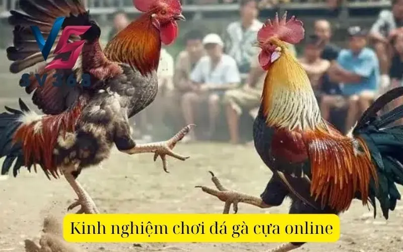 Kinh nghiệm chơi đá gà cựa online