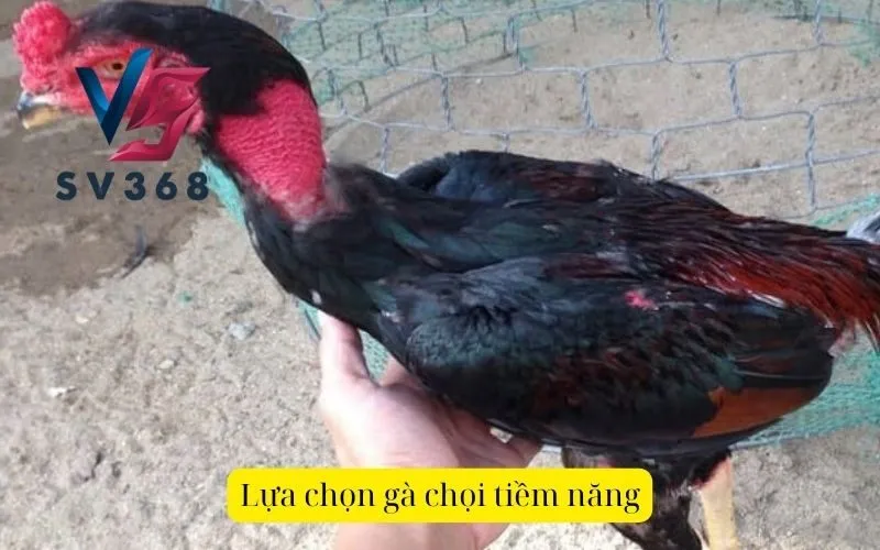 Lựa chọn gà chọi tiềm năng