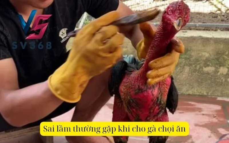 Sai lầm thường gặp khi cho gà chọi ăn