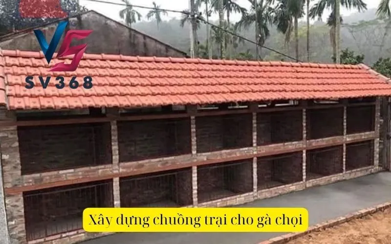 Xây dựng chuồng trại cho gà chọi