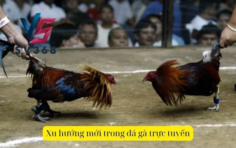 Xu hướng mới trong đá gà trực tuyến